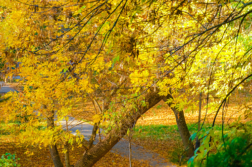 Sunny day in Autumn, trees with yellow orange, green, red leaves