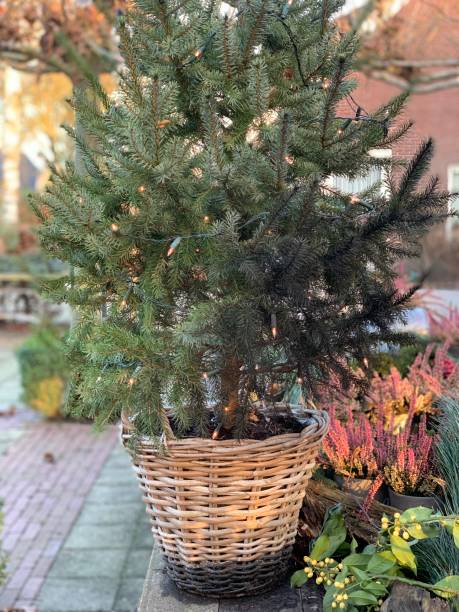 istock Live Christmas tree decorated with garland in a wicker basket 1797292749