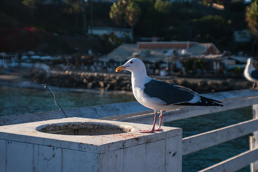 Seagull at Paradise Cove Pier in Malibu, California, USA