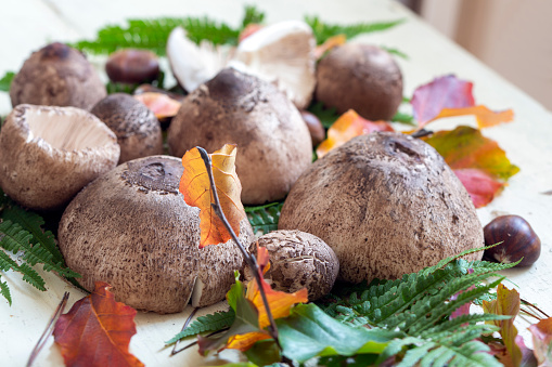 Mushrooms and autumn leafs on table.