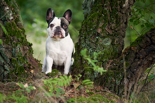 French Bulldog Dog breed