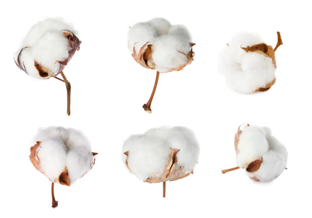 istock Set with fluffy cotton flowers on white background 1797306699