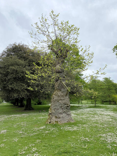 istock A view of a Park in London 1797307245