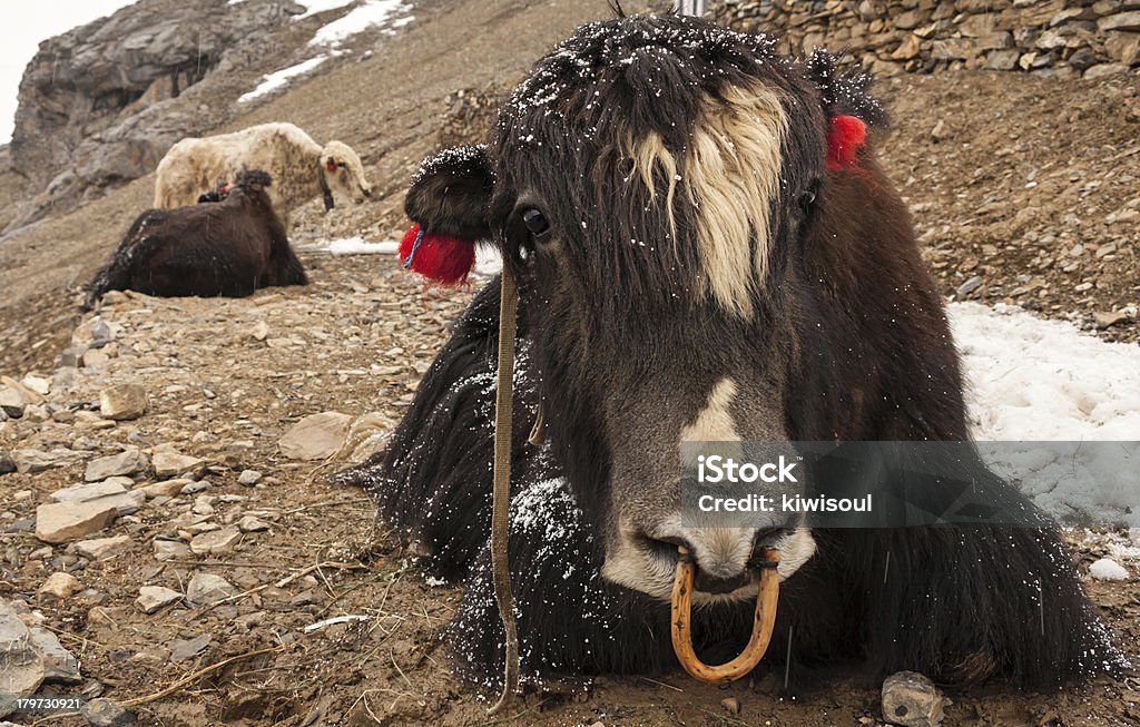 Himalaya Yaks - Lizenzfrei Asien Stock-Foto
