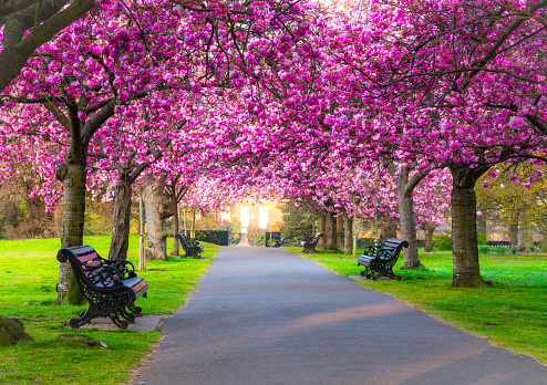 Beautiful pink sakura blooming trees in Greenwich natural park in the springtime in London