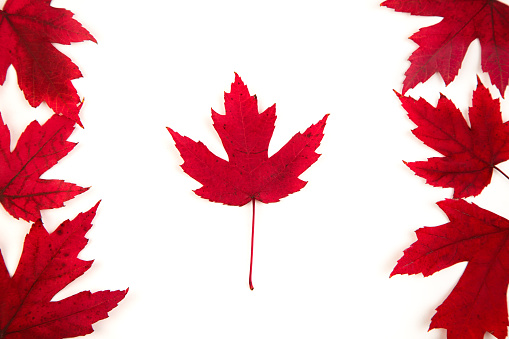 Canadian flag made of Maple leaves