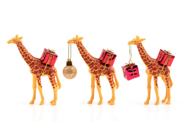 Giraffes with gifts isolated on white background