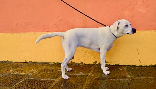 Service dog in Portofino, Italy