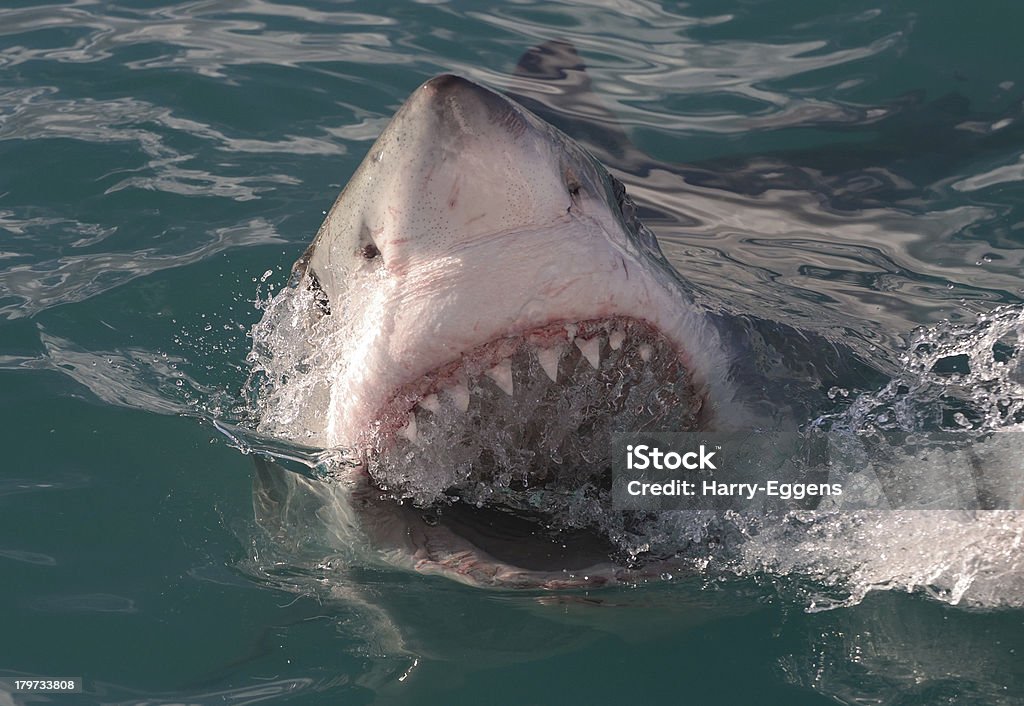 Big Shark Smile Shot of this Great White Shark taken at False Bay near Gansbaai in South Africa. Great White Shark Stock Photo