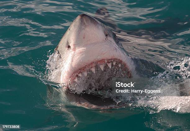 Big Shark Smile Stock Photo - Download Image Now - Great White Shark, Africa, Animal Teeth