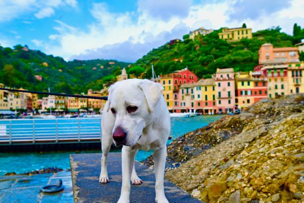 istock Labrador Retriever Puppy 1797338105