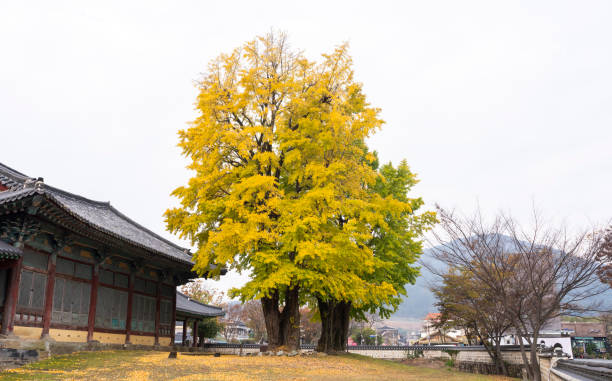 istock Ginkgo tree with yellow leaves 1797342359