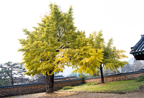 Ginkgo tree with yellow leaves (November 15, 2023, Najuhyanggyo and Geumseonggwan, Naju-si, Jeollanam-do, South Korea)