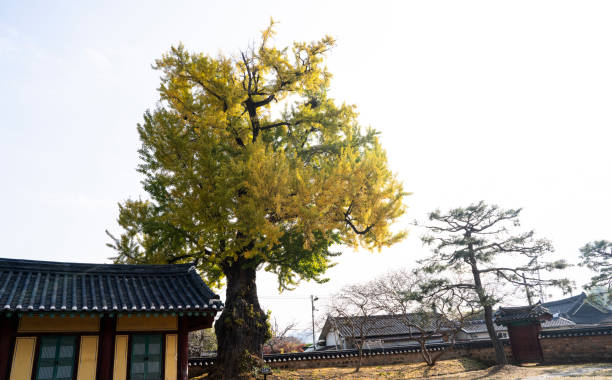 istock Ginkgo tree with yellow leaves 1797342870