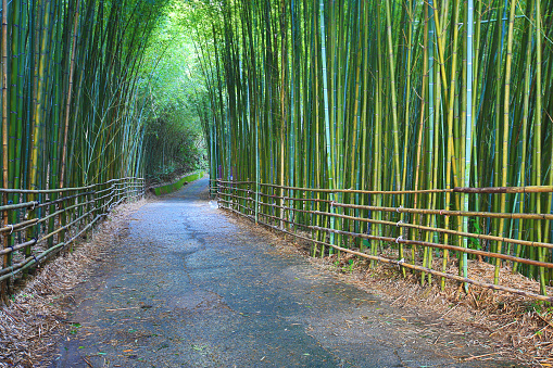 Scenery of bamboo forest with a path,path winds through the bamboo forest in the morning