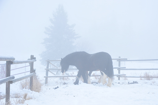 Clydesdale black colored horse walking the pasture along wooden fence on cold snow winter morning