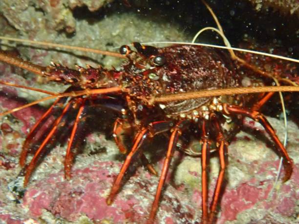 istock Rock lobster Rottnest Island Perth 1797369851