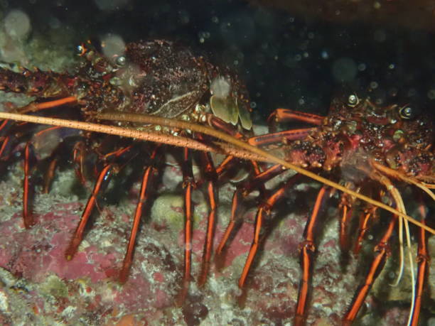 istock Rock lobster Rottnest Island Perth 1797369861