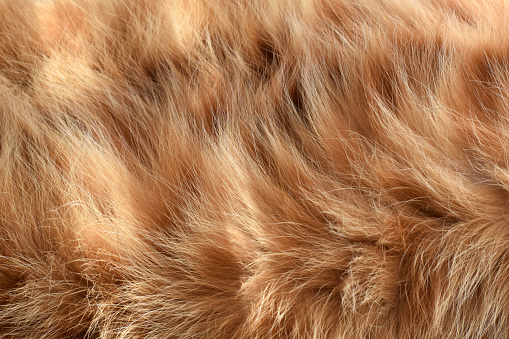 Ginger cat fur texture background. Pet hair texture.