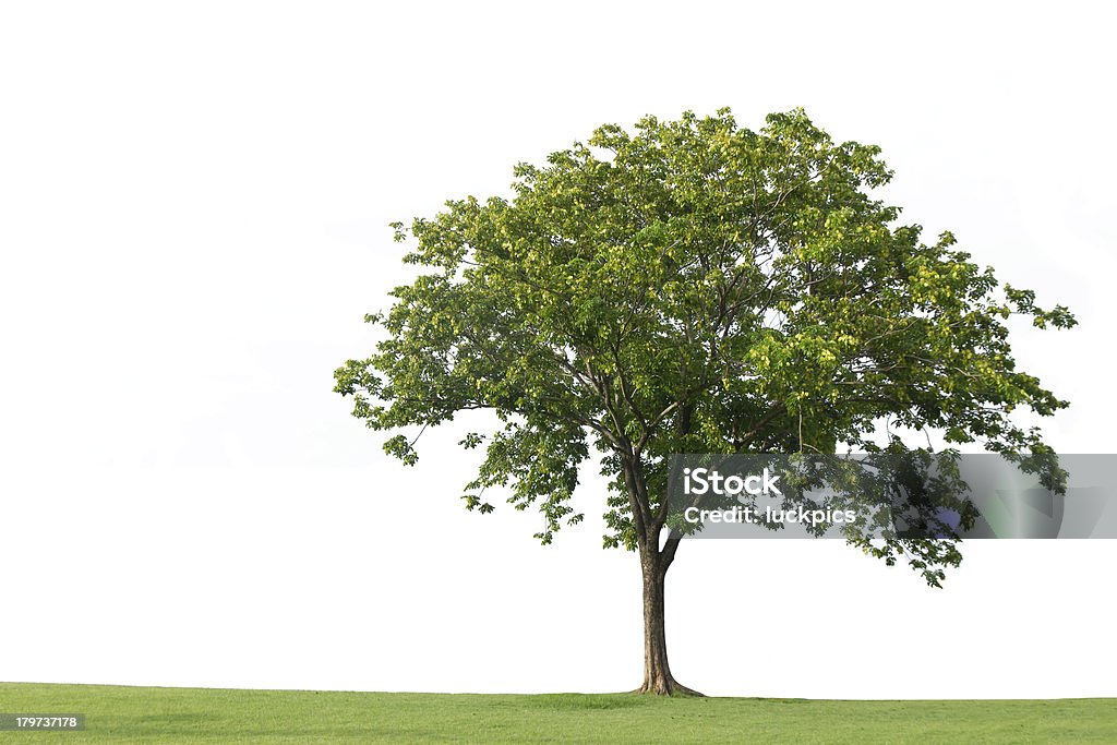 Albero e l'erba verde isolato su sfondi bianchi - Foto stock royalty-free di Albero