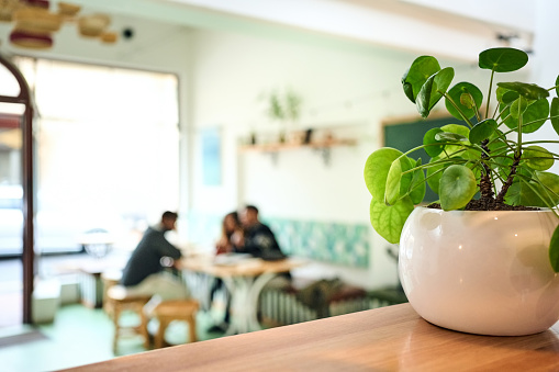 Close-up of a potted plant on cafe counter with blurry group of people sitting at table in background
