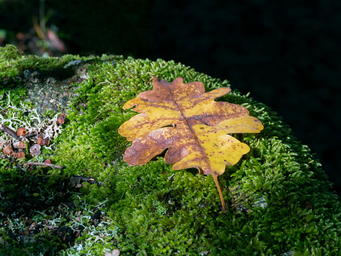Oak leaf on moss