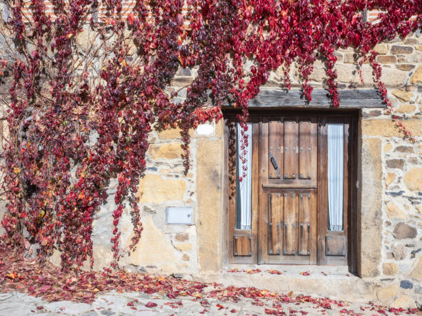 istock Red creeper on a facade in autumn 1797374668