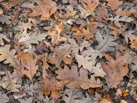 Oak leaves background in autumn