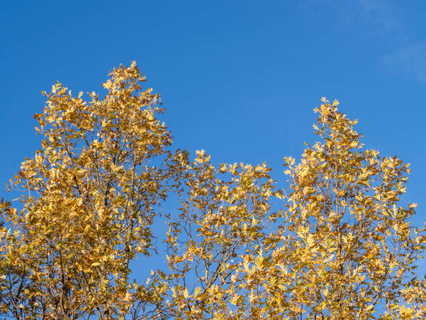 Free Stock Photo of Branch With Yellow Leaves Against Blue Sky ...