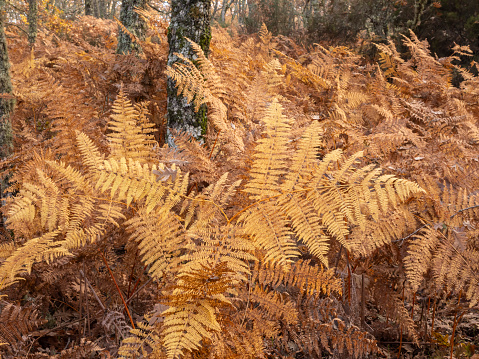 Ferns in an oak forest in autumn