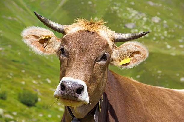 istock cow in the mountains 179739114