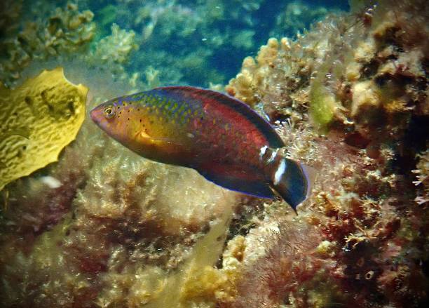 istock Black spotted wrasse Rottnest Island Perth 1797391681