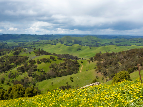Rolling green hills in rural  Victoria