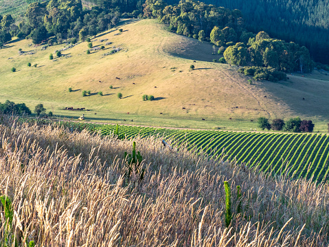Grape vines and pine plantations in the Buckland Valley Victoria