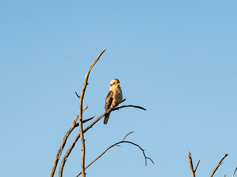 Kookaburra sitting bare tree waiting to spot breakfast