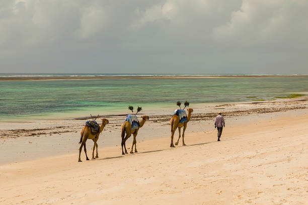 Zanzibar, Tanzania, Africa. 26 March 2018 African driver leads his camels along ocean shore
