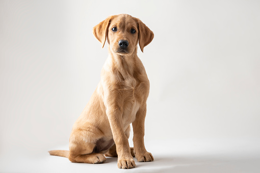 Studio sot of a beautiful purebred young golden labrador retriever puppy sitting. Over white background.