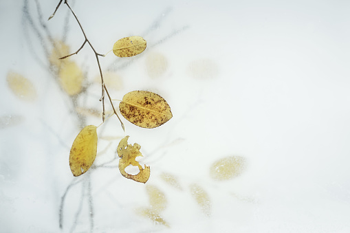 Pale yellow autumn leaves on thin twigs hanging behind a frozen glass panel against a light gray background, fall and winter season greeting card, copy space, selected focus, narrow depth of field