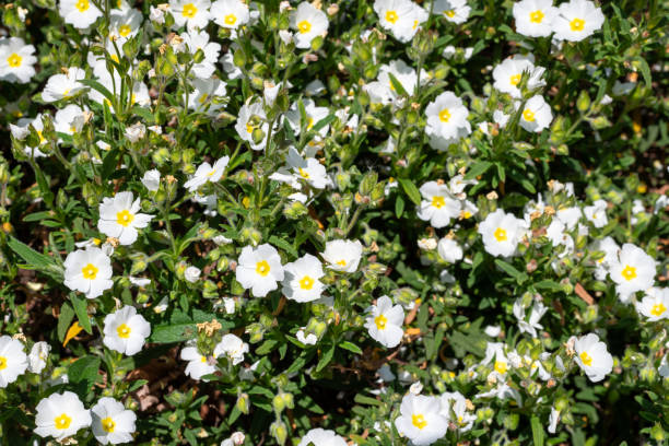 istock Gallipoli rose (cistus salviifolius) flowers 1797473439