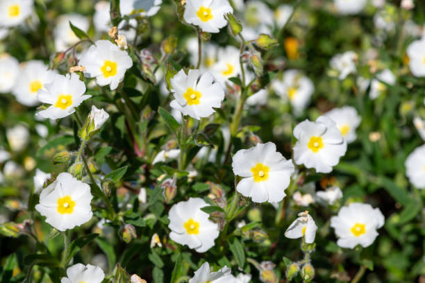istock Gallipoli rose (cistus salviifolius) flowers 1797476682