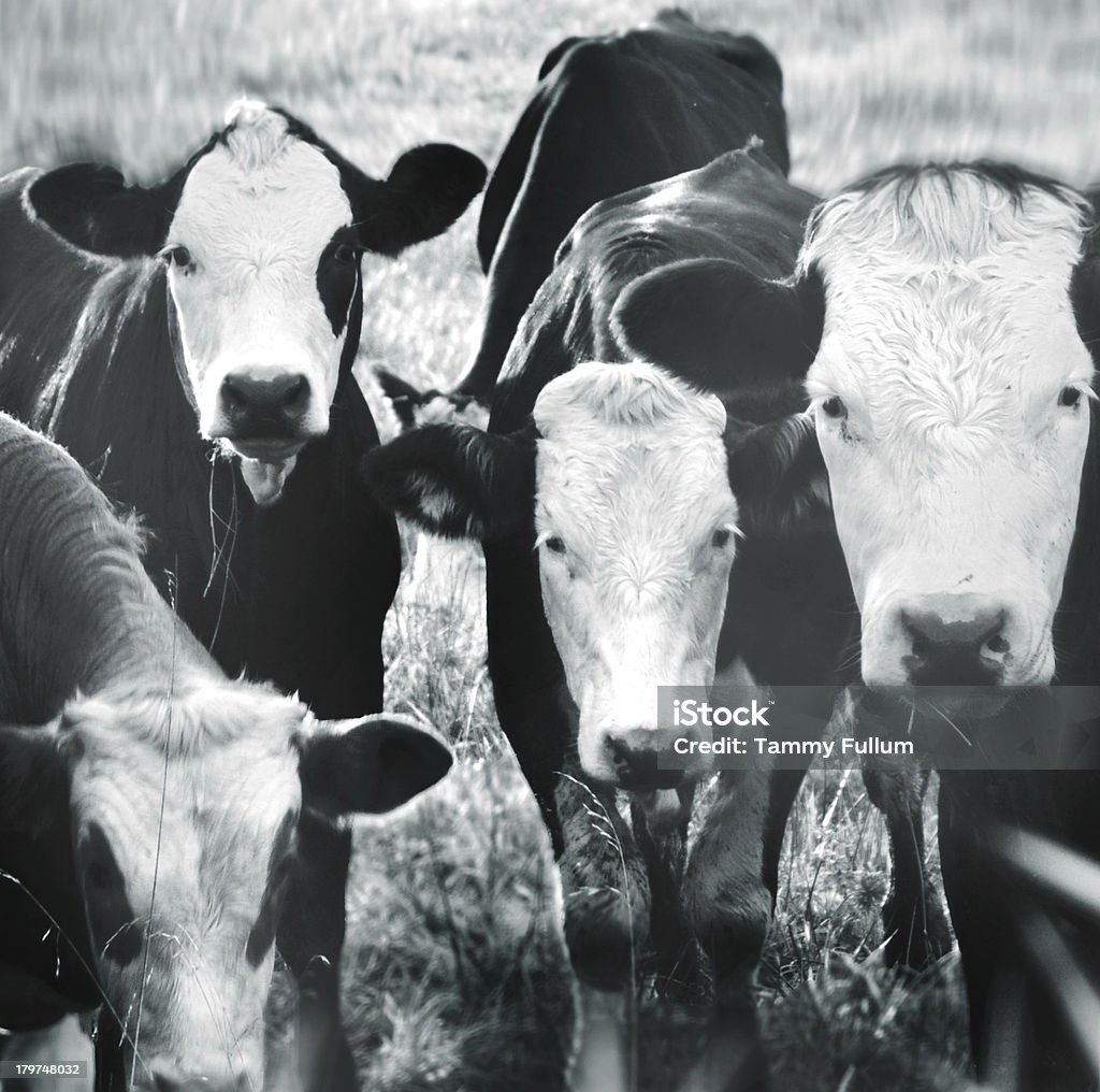 Cztery krowy - Zbiór zdjęć royalty-free (Bez ludzi)