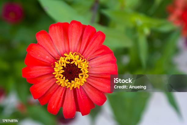 Photo libre de droit de Fleur De Zinnia banque d'images et plus d'images libres de droit de Arbre en fleurs - Arbre en fleurs, Beauté, Beauté de la nature