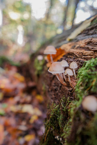 istock Mushrooms in a autumnal forest 1797481381