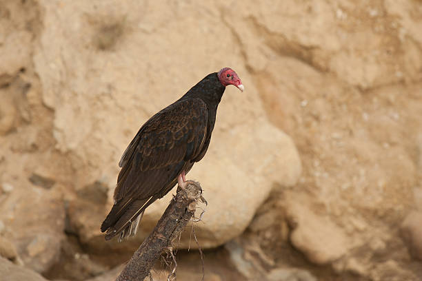 istock Turkey Vulture sitting on roost 179748434