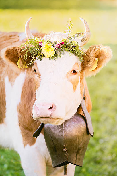 스위스 cow 뷰티 슛 - switzerland cow bell agricultural fair agriculture 뉴스 사진 이미지