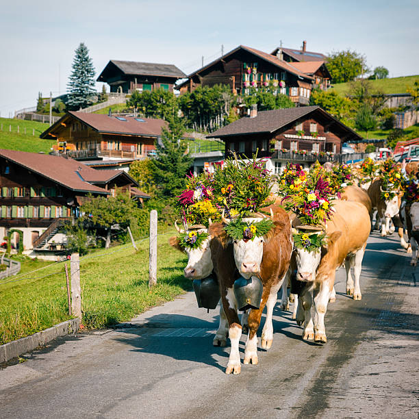 장식된 simmental 소 도착하는 타운명을 - switzerland cow bell agricultural fair agriculture 뉴스 사진 이미지