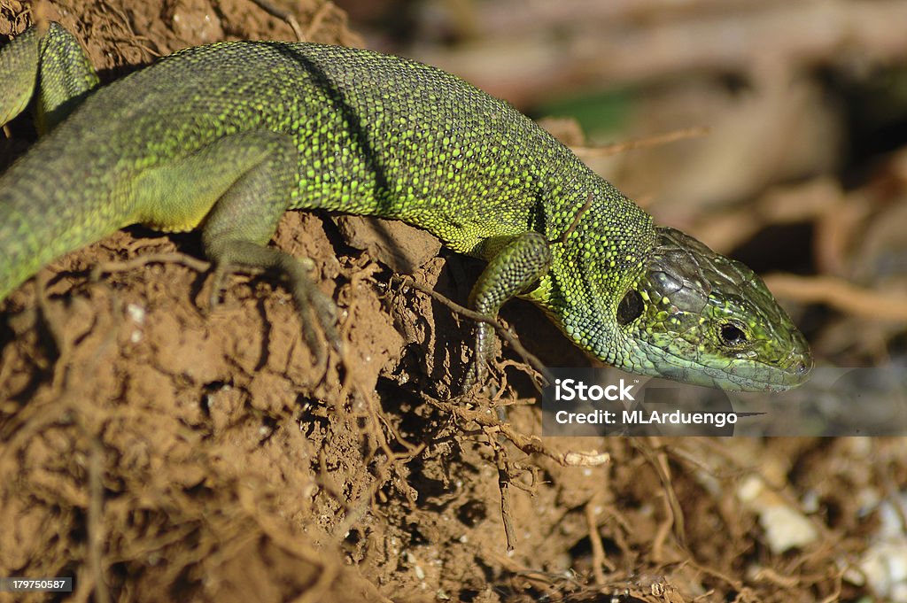 Lagarto Verde (Lacerta bilineata) - Foto de stock de Animais caçando royalty-free