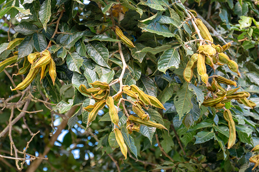 Seeds pods on tree of pacay or ice cream bean tree, Inga feuilleei. The white pulp (aril) surrounding the seeds is edible. Hawaii County, Hawaii, USA.