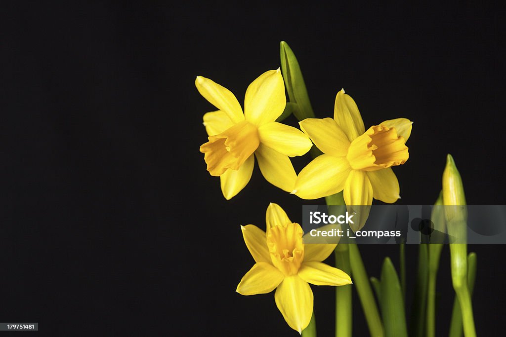 Narciso - Foto de stock de Amarillo - Color libre de derechos