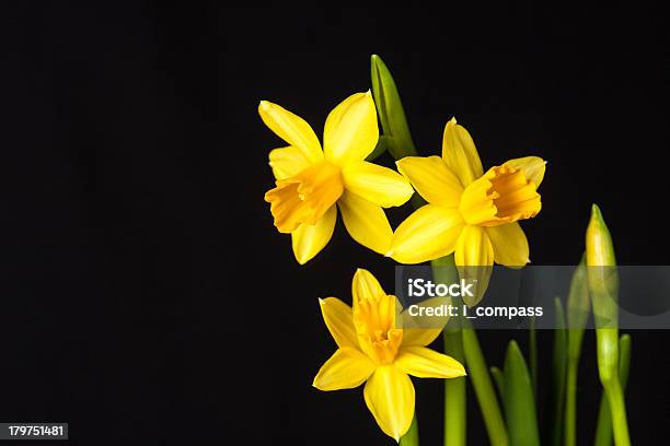 Narciso Foto de stock y más banco de imágenes de Amarillo - Color - Amarillo - Color, Botánica, Bulbo